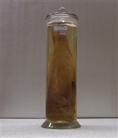 藏品(日本馬頭魚)的圖片